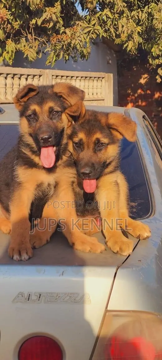 1-3 months Female Purebred German Shepherd · Photo 1