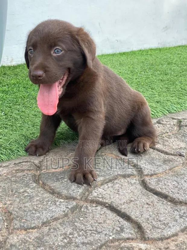 1-3 months Female Purebred Labrador Retriever · Photo 1