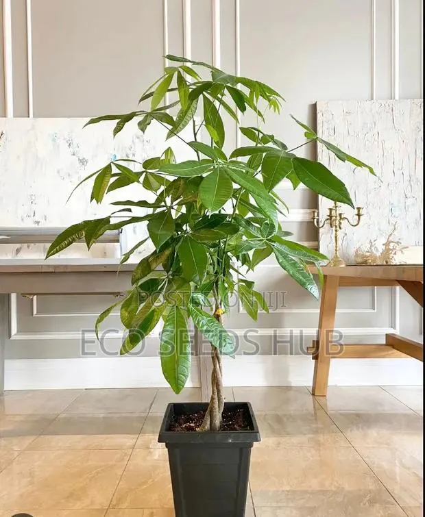 Money Tree · Photo 1