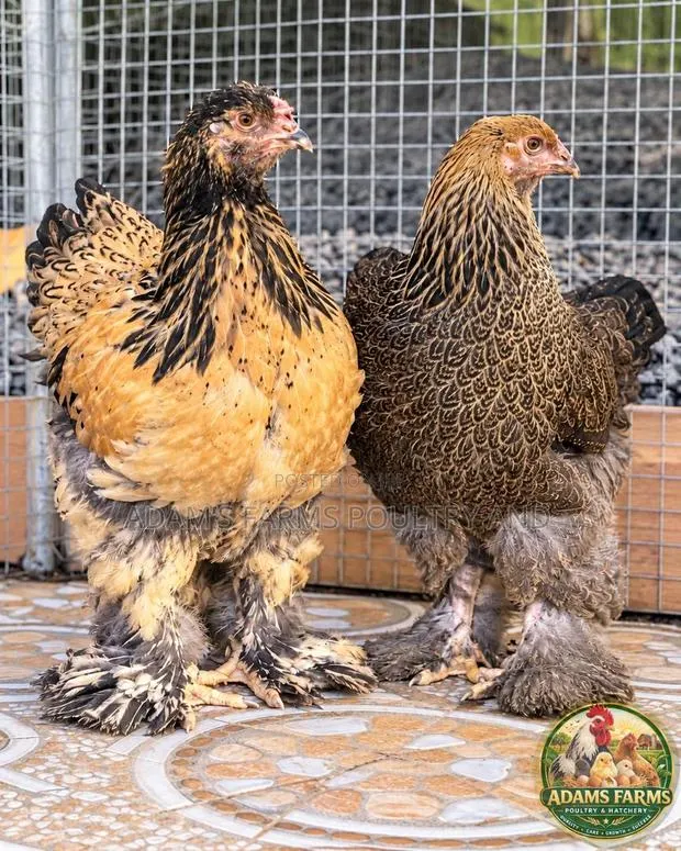 5 Months Old Brahma Females - Different Colors Available · Photo 1