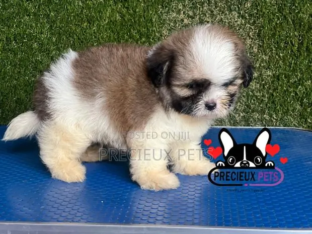 1-3 months Male Purebred Shih Tzu · Photo 1