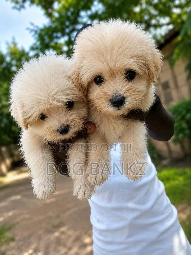 1-3 months Male Purebred Poodle · Photo 1