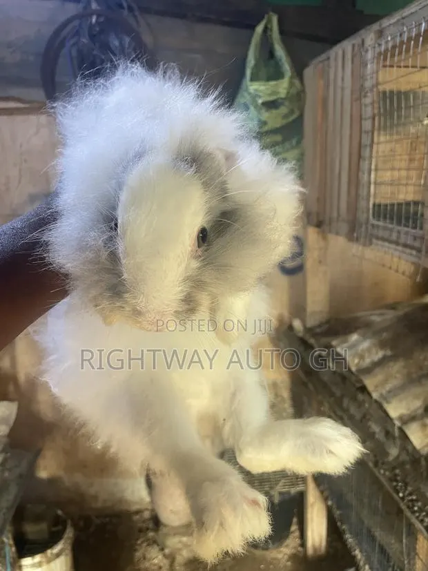 King’s Rabbit · Photo 2
