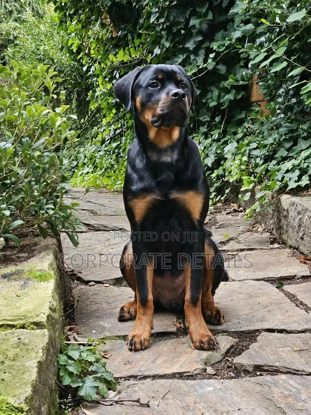 6-12 months Male Purebred Rottweiler · Photo 1