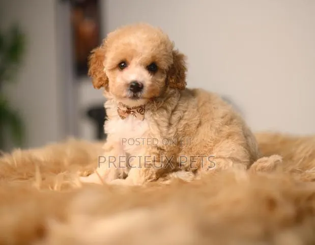 1-3 months Female Purebred Poodle · Photo 1