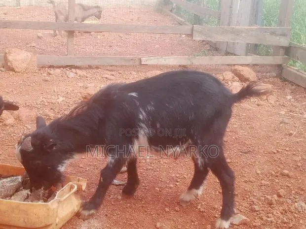Local Goat · Photo 1