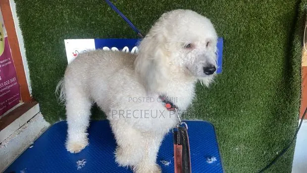 1+ year Female Purebred Poodle · Photo 1