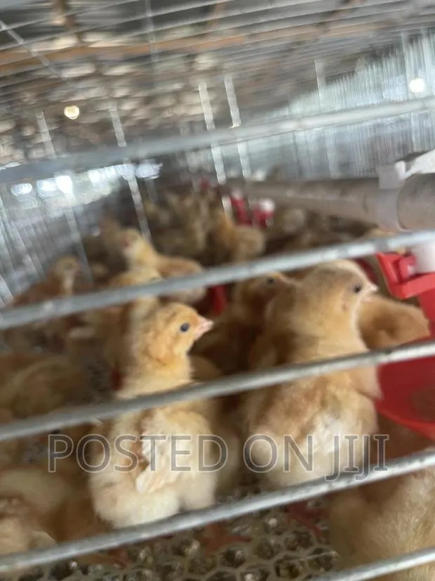 Brooding Cage/Dayold Cage · Photo 1
