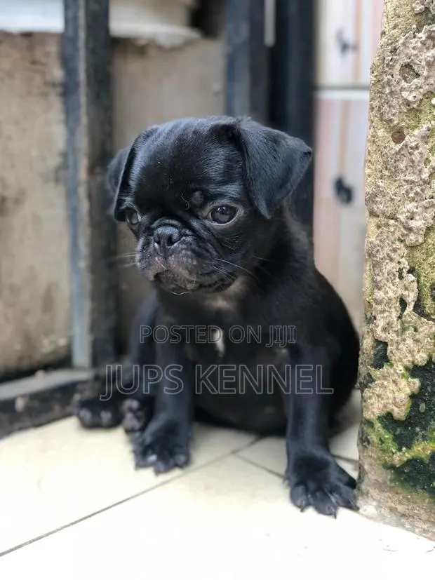 1-3 months Female Purebred Pug · Photo 1