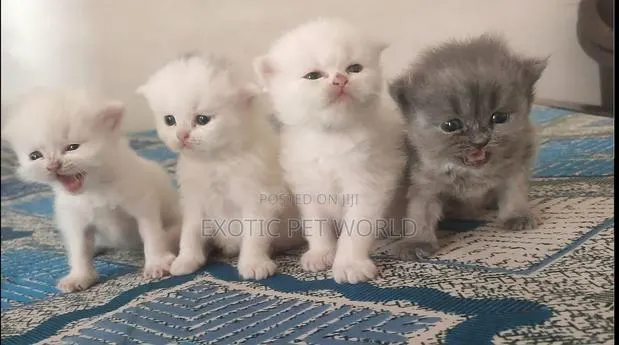 0-1 month Female Purebred Persian · Photo 1