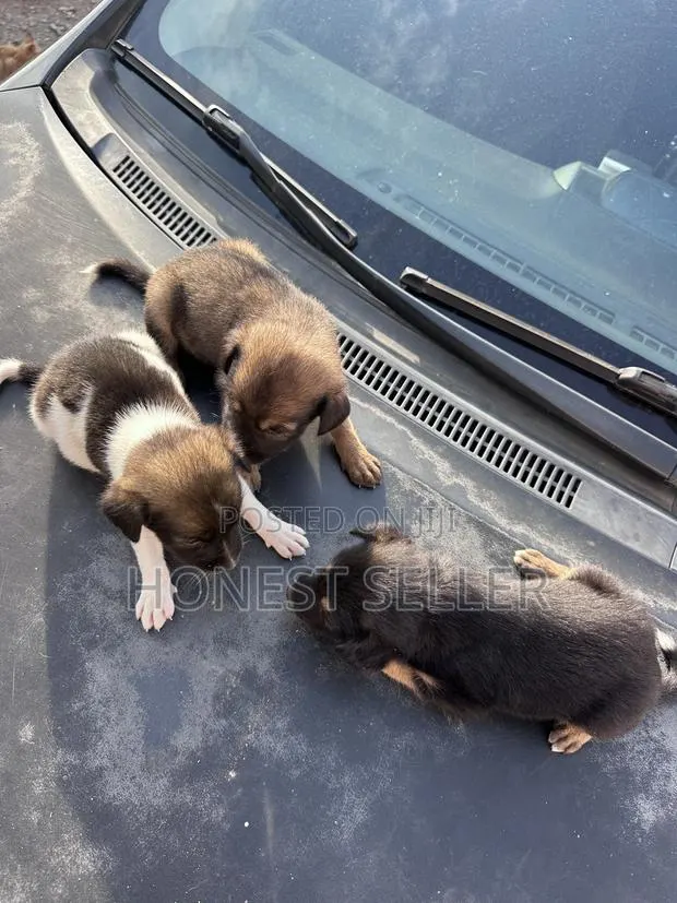 1-3 months Male Mixed Breed Dog · Photo 1