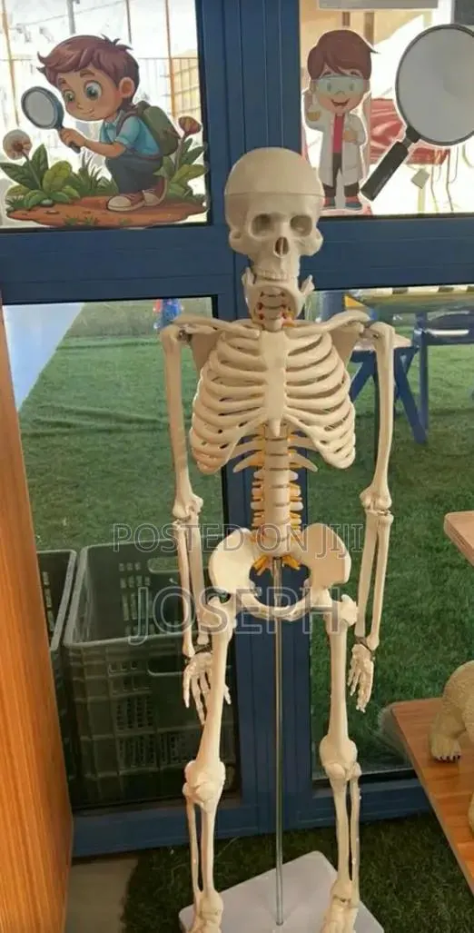 Skeleton for Laboratory Study · Photo 1