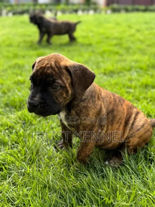 1-3 months Female Purebred Boerboel · Photo 1