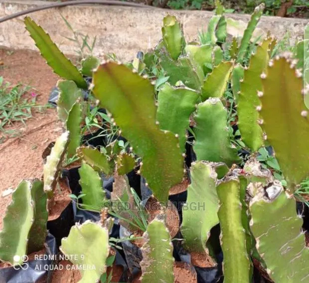 Dragon Fruit Seedlings · Photo 1