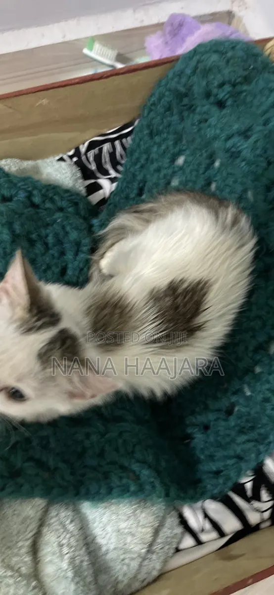 3-6 months Female Mixed Breed Cat · Photo 2