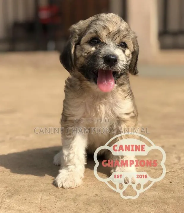 1-3 months Female Purebred Poodle · Photo 1