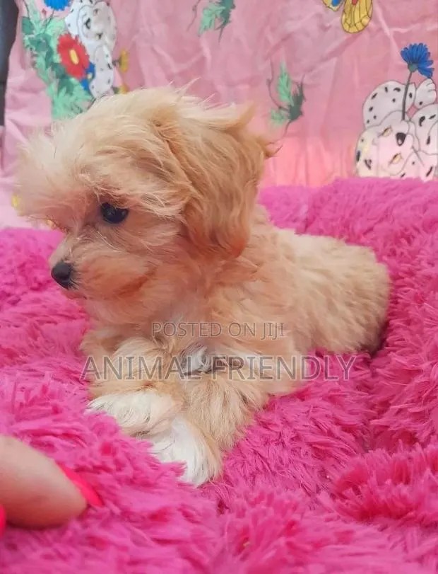 1-3 months Female Purebred Poodle · Photo 1