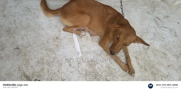 1+ year Female Mixed Breed Mongrel (No Breed) · Photo 1
