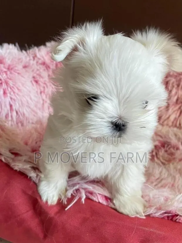 1-3 months Male Purebred Maltese · Photo 1