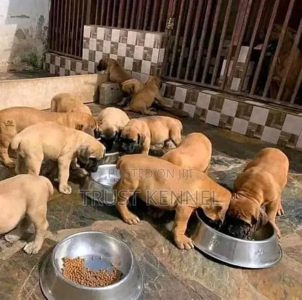 1-3 months Female Purebred Boerboel · Photo 1