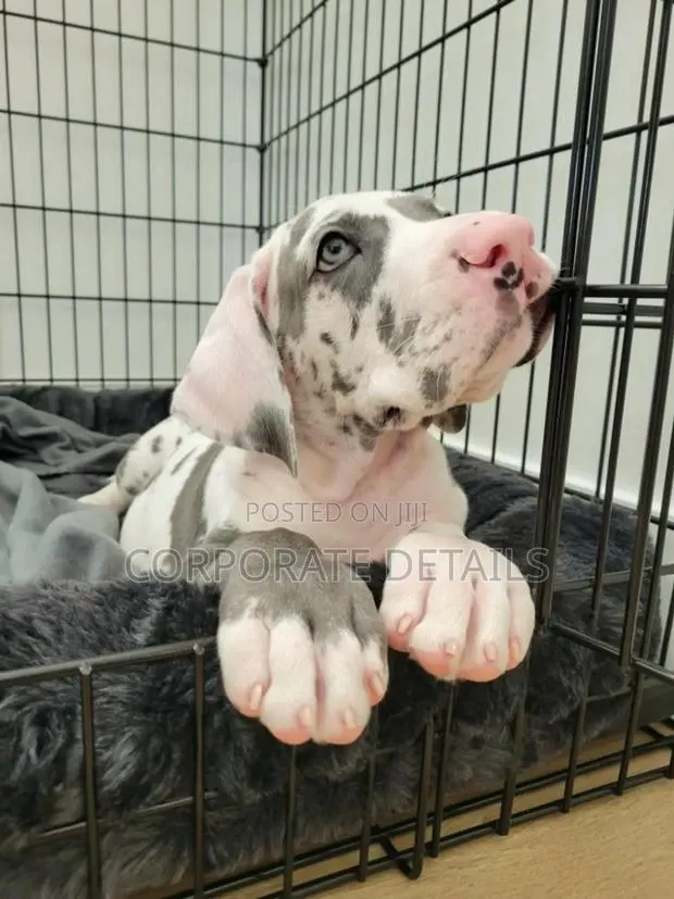 1-3 months Male Purebred Great Dane · Photo 1