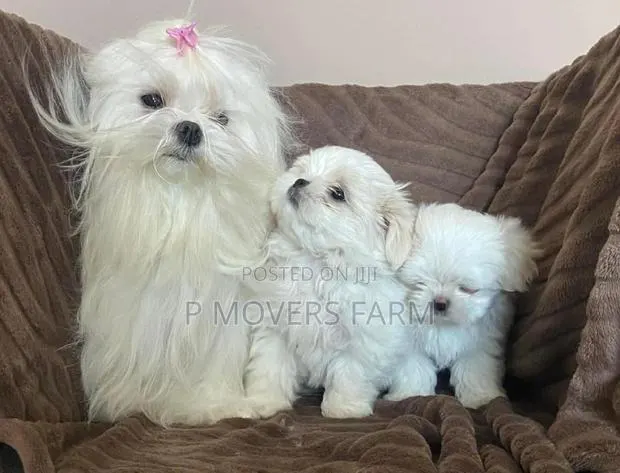 1-3 months Male Purebred Maltese · Photo 1
