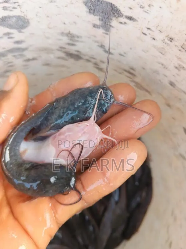 Fast Growing Catfish Juveniles, Fingerlings and Jumbo Size · Photo 3