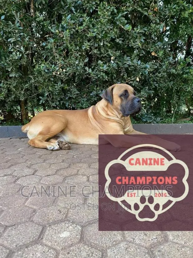 1+ year Female Purebred Boerboel · Photo 1