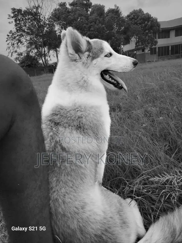 1+ year Male Purebred Siberian Husky · Photo 1