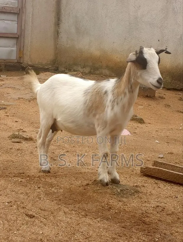 Goat Fo Sale · Photo 1