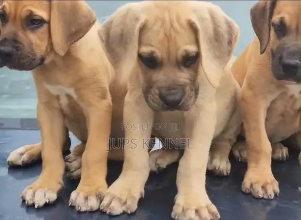 1-3 months Female Purebred Boerboel · Photo 1