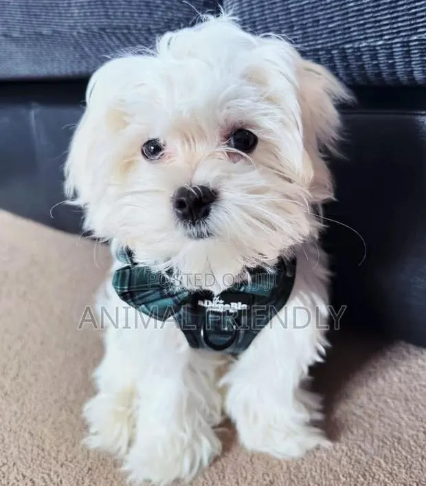 1-3 months Male Purebred Poodle · Photo 1