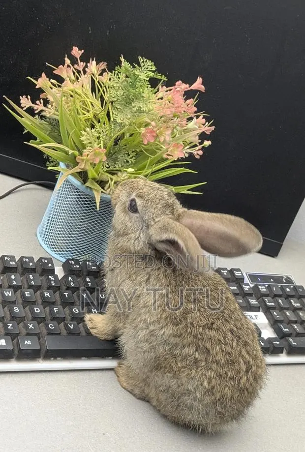 Very Adorable Baby Rabbit for Pet · Photo 1