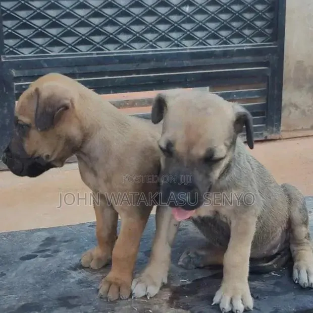 1-3 months Male Purebred Boerboel · Photo 1