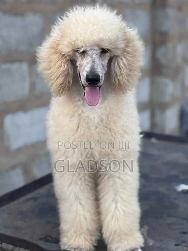 3-6 months Male Purebred Poodle · Photo 1