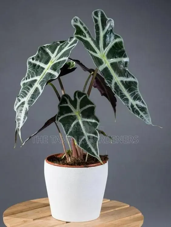 Alocasia Amazonica – African Mask Plant for Sale! · Photo 1