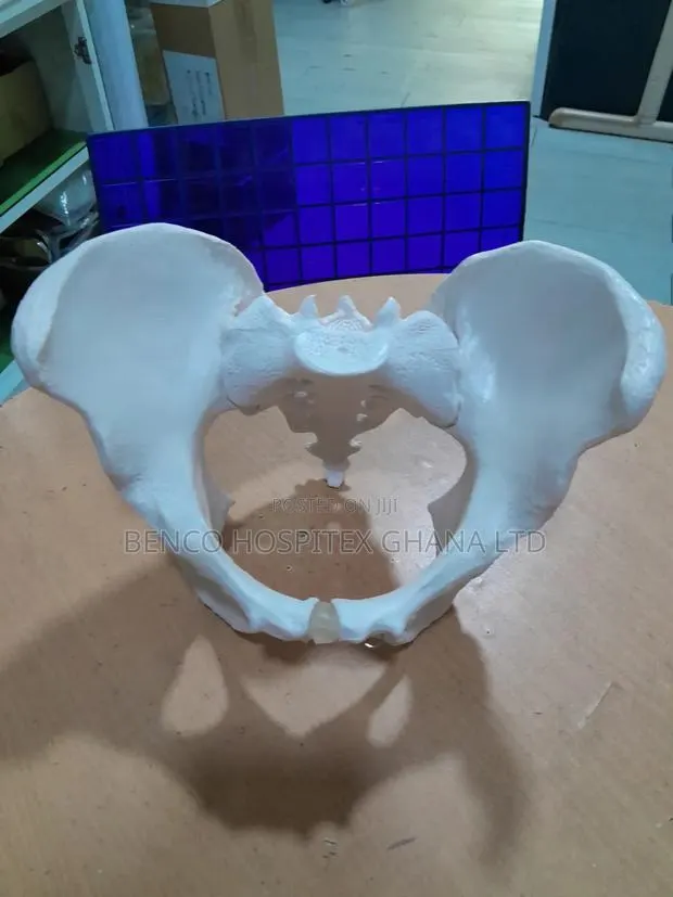 Adult Female Pelvic · Photo 1