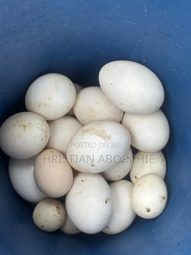 Fertilized Duck Egg for Sale · Photo 1