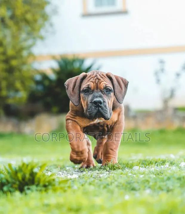 1-3 months Male Purebred Boerboel · Photo 1