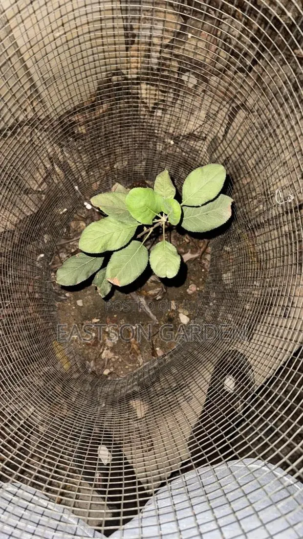 Exotic Apple Seedlings · Photo 4