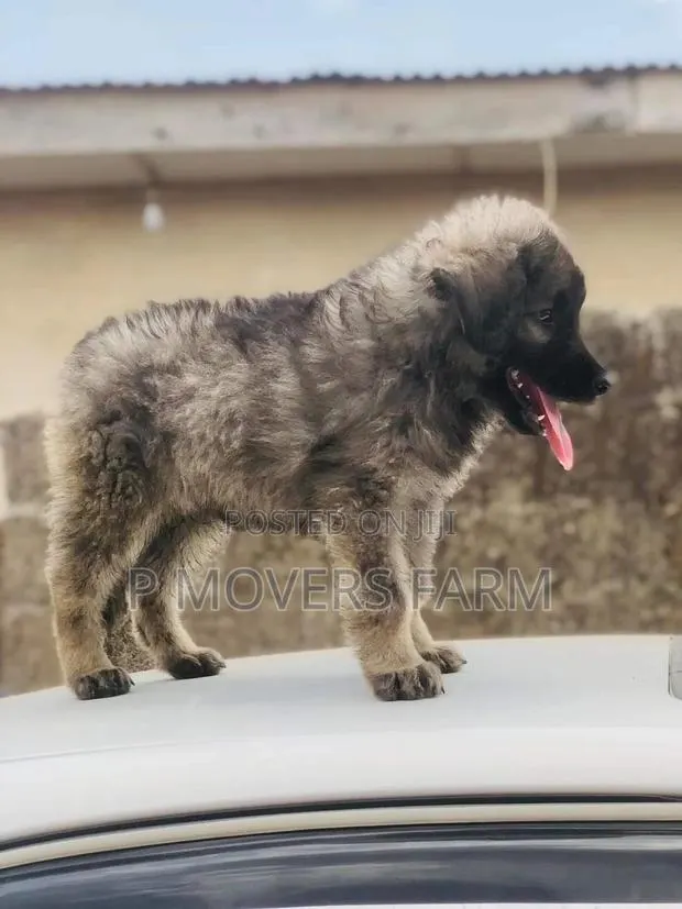 1-3 months Female Purebred Caucasian Shepherd · Photo 1