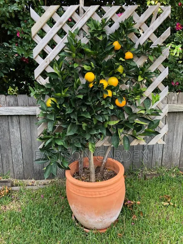 Dwarf Hybrid Orange Seedlings · Photo 4
