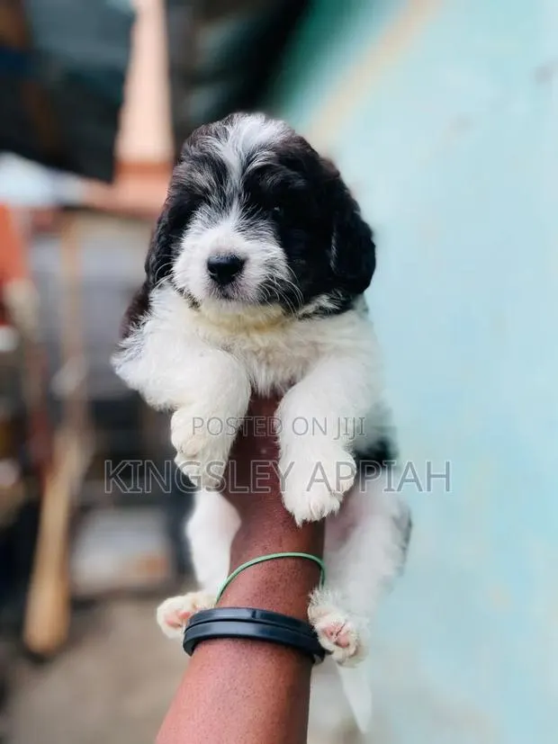 1-3 months Female Purebred Poodle · Photo 1