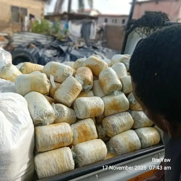 Oyster Mushroom Fruiting Bags · Photo 1