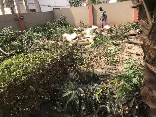 Chain Saw Operator - Accra · Photo 1