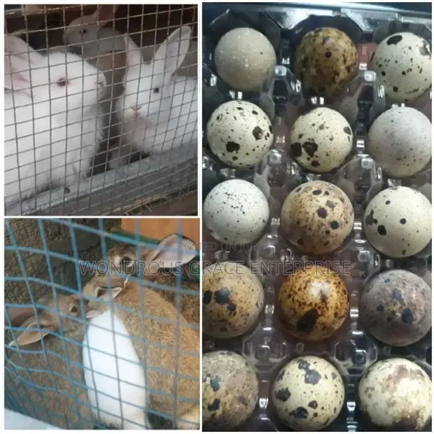 Baby Rabbits and Quail Eggs for Sale at Affordable Prices · Photo 1