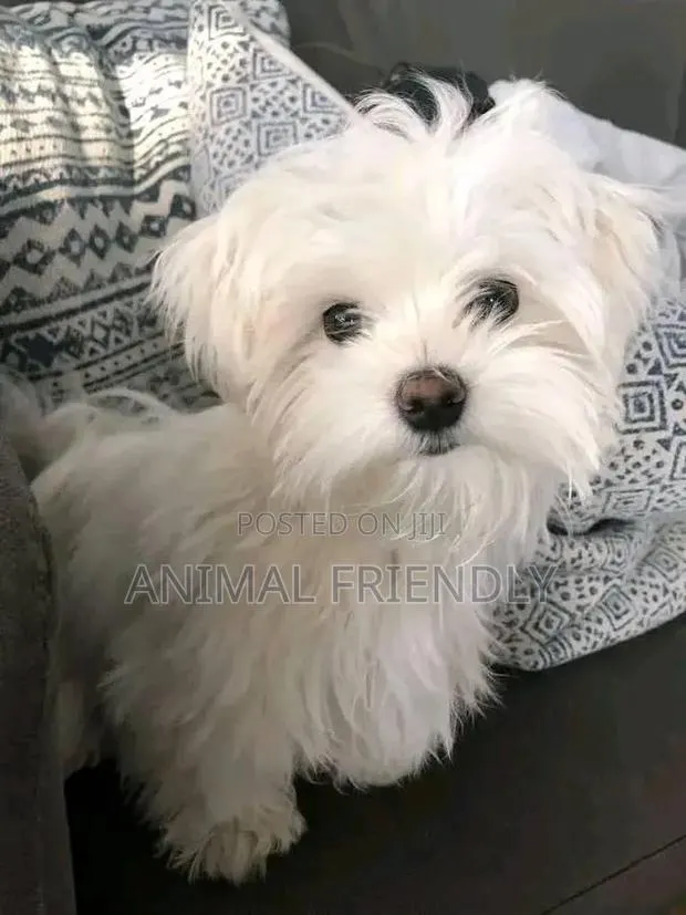 1-3 months Female Purebred Maltese · Photo 1