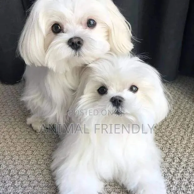 1-3 months Male Purebred Poodle · Photo 1