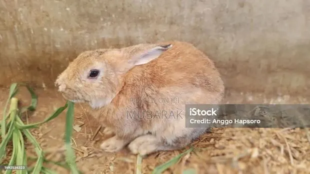 Very Active and Healthy Rabbits · Photo 1