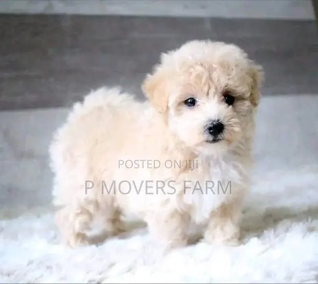 1-3 months Male Purebred Lhasa Apso · Photo 1
